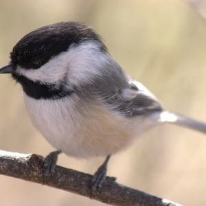 Meet your Posher, Glen